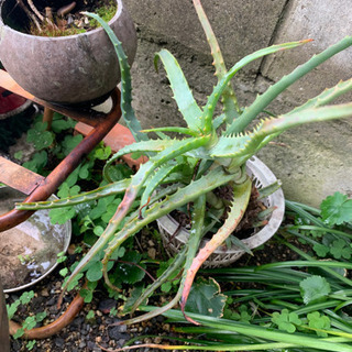アロエ 根付き 鉢付き の画像