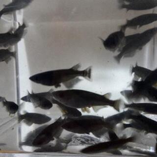 一旦終了します。オロチメダカ(めだか成魚)10匹の画像