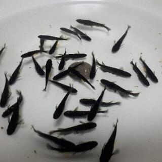 一旦終了します。オロチメダカ(めだか成魚)10匹の画像