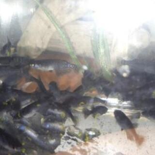 一旦終了します。オロチメダカ(めだか成魚)10匹の画像