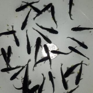 一旦終了します。オロチメダカ(めだか成魚)10匹の画像