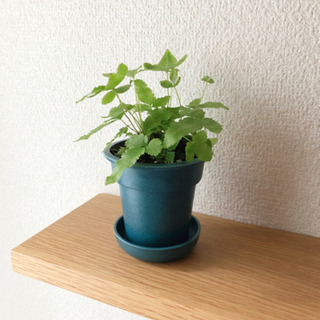 観葉植物　プテリス　2号鉢と受け皿付き　可愛らしいサイズ感です☆