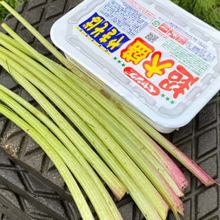 ふき　蕗　　10本の画像
