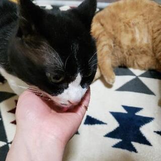 【里親募集】おす猫 13歳 老猫 たまに夜鳴き有 専用フード必須