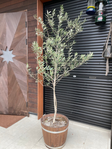 オリーブの木②