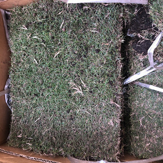 高麗芝　0.5平米分