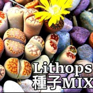 リトープスの中古が安い！激安で譲ります・無料であげます