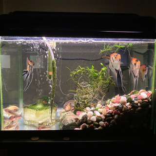 水槽・熱帯魚セット