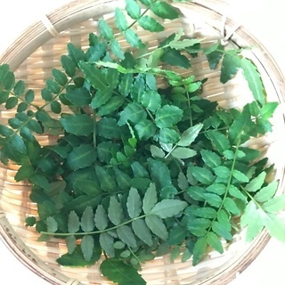 木の芽　4／18採取　【交渉中】