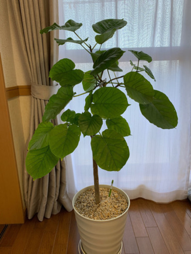 ウンベラータ　観葉植物