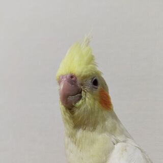 オカメインコ『行方不明』