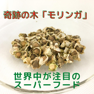 モリンガの種200粒＋α900円(お得な増量あり)