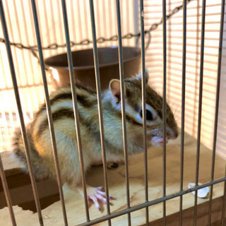 シマリス　生後2年　引き取り手募集 - 市川市