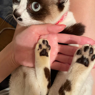 シャムミックスの珍しい柄の女の子🐼　5ヶ月ぐらい　里親様決定！ − 大阪府