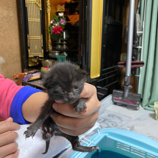 里親募集　保護子猫　3匹