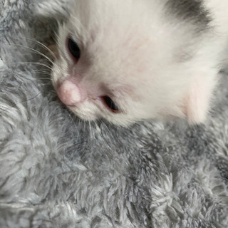 生後半月の子猫の里親さん募集中