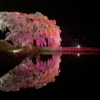 素敵な一本桜の情報教えて下さい