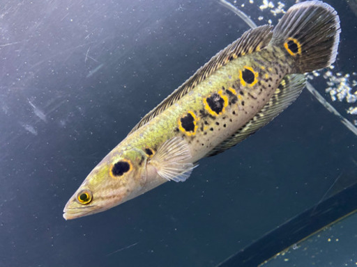 オセレイトスネークヘッド30cm