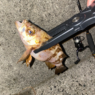 一緒に釣りに行ってくれる方募集中