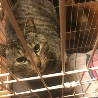 会社に現れた　さくら猫　飼い主不在確認済み