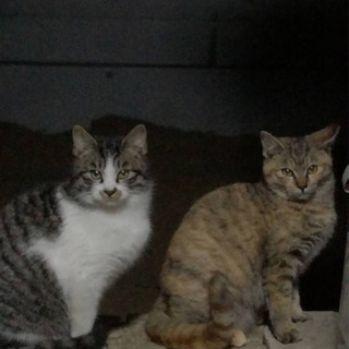 保護猫の里親募集