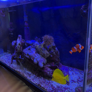 水槽セット(海水)値段変更しました
