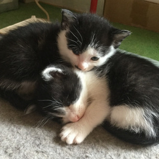 無事に里親様決まりましたありがとう御座いました。3匹の子猫の里親...