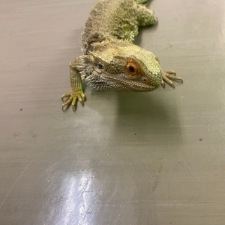 フトアゴヒゲトカゲの里親募集です。の画像