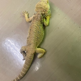 フトアゴヒゲトカゲの里親募集です。 - その他