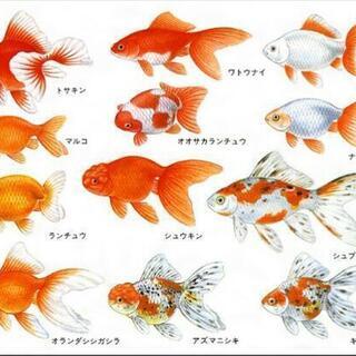 金魚｜手伝って/助けての助け合い｜ジモティー