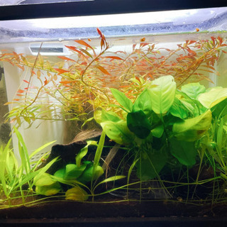 水草