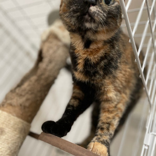 【急募】一歳半の兄妹猫ちゃん🐈‍⬛💓