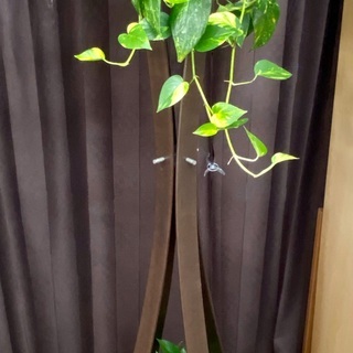 交渉中☆木製ハンガーラック☆フラワースタンド