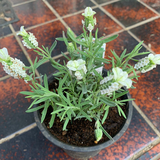 【期間限定SALE】 フレンチラベンダー ホワイト 植物苗 ハー...