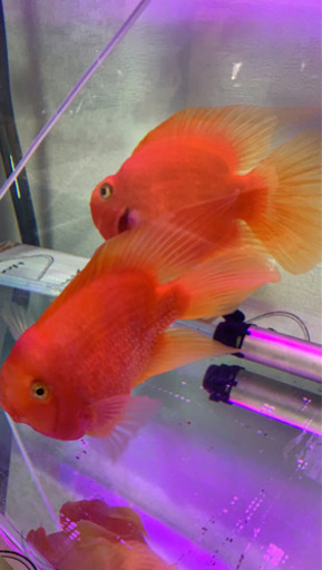観賞魚　誰か余っていませんか