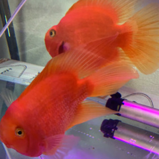 観賞魚　誰か余っていませんか