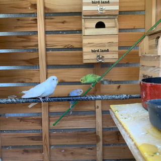 インコ里親