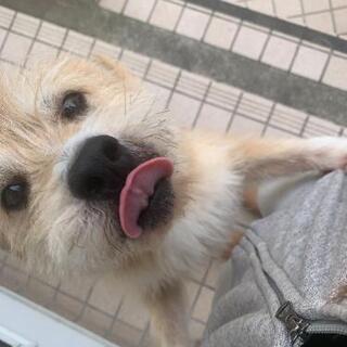 推定７歳 MIX犬