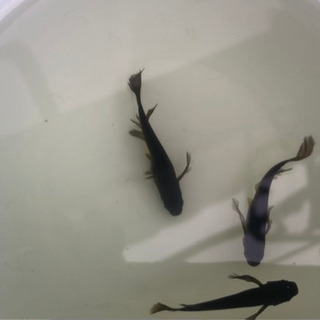 (お話し中) オロチ 選別漏れ 若魚 1匹￥100-