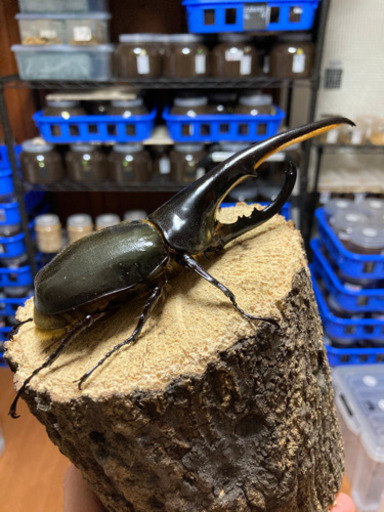 【お取引き先様決定】DHヘラクレス　♂150㎜×1、♀×2、 計3頭トリオ　新成虫　未後食　未使用