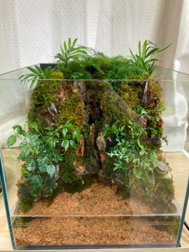 ☆杜のメダカ☆★メダカ飼育にオススメ！コケリウム完成品★キューブ水槽