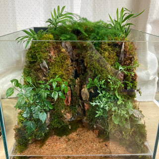 ☆杜のメダカ☆★メダカ飼育にオススメ！コケリウム完成品★キューブ水槽