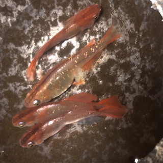 メダカ めだか 赫 あきら アキラ 若魚 1匹￥100-