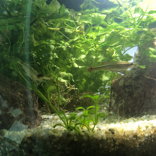 ミナミヌマエビor水草少量の画像