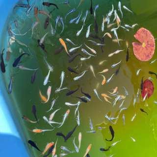 ミックスメダカ 10匹の画像