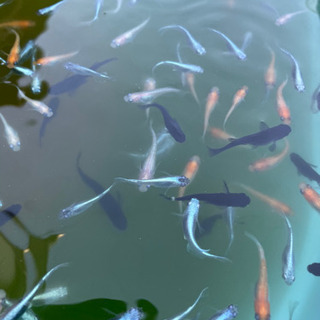 ミックスメダカ 10匹の画像