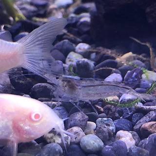 ミナミヌマエビor水草少量の画像