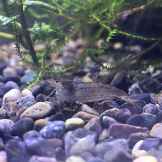 ミナミヌマエビor水草少量の画像