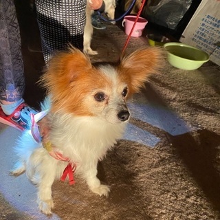 里親様見つかりました！