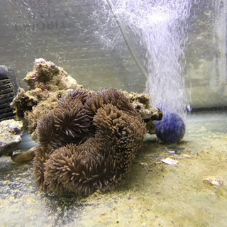 ハタゴイソギンチャク